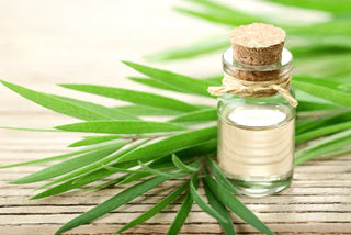 Tea Tree Oil: The Skin Benefits You Need to Know